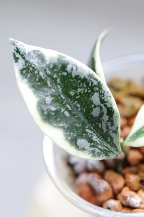 Hoya Lacunosa Lumina