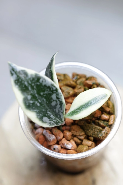 Hoya Lacunosa Lumina
