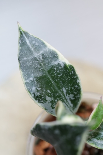 Hoya Lacunosa Lumina