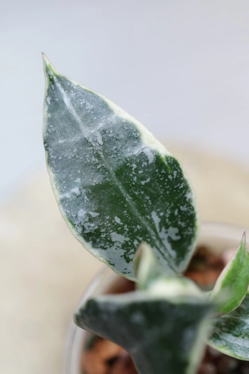 Hoya Lacunosa Lumina