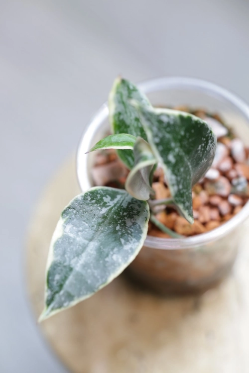 Hoya Lacunosa Lumina