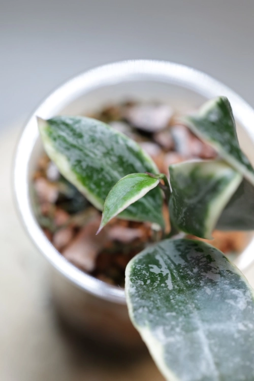 Hoya Lacunosa Lumina