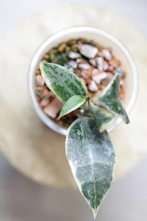 Hoya Lacunosa Lumina
