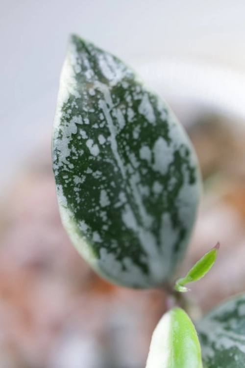 Hoya Lacunosa Lumina