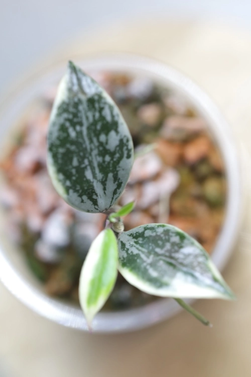 Hoya Lacunosa Lumina