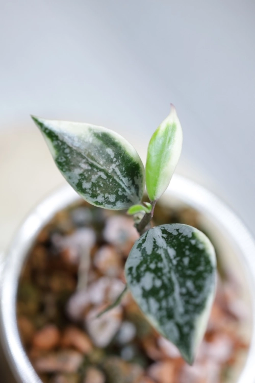 Hoya Lacunosa Lumina