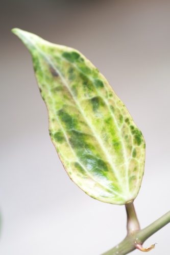 Hoya Latifolia Peridot
