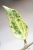 Hoya Latifolia Peridot