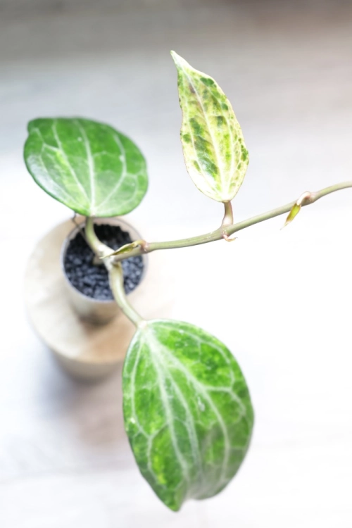 Hoya Latifolia Peridot