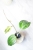 Hoya Latifolia Peridot