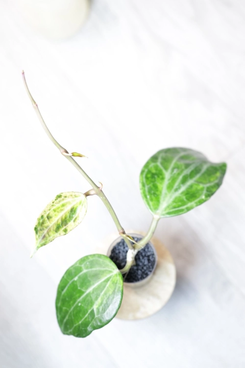 Hoya Latifolia Peridot