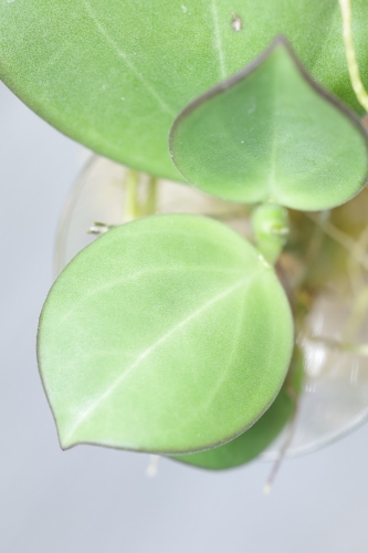 Hoya Subquintuplinervis Silver (Pachyclada Silver)