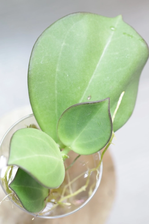 Hoya Subquintuplinervis Silver (Pachyclada Silver)