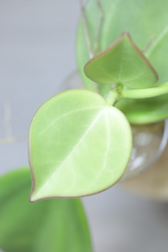 Hoya Subquintuplinervis Silver (Pachyclada Silver)