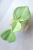 Hoya Subquintuplinervis Silver (Pachyclada Silver)