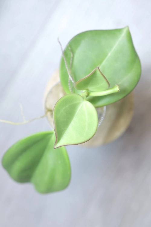 Hoya Subquintuplinervis Silver (Pachyclada Silver)