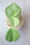 Hoya Subquintuplinervis Silver (Pachyclada Silver)