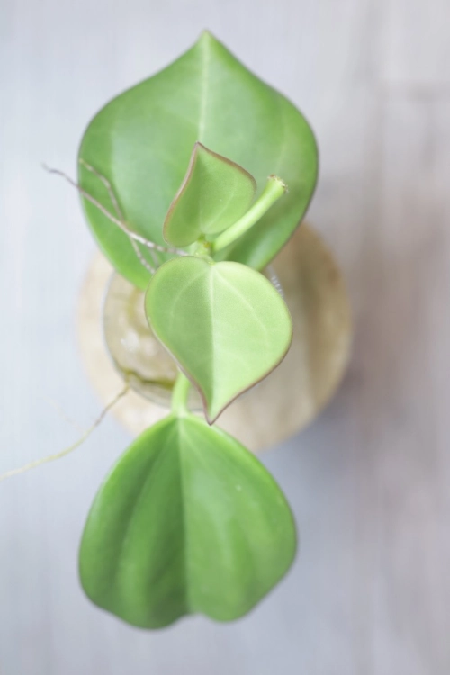 Hoya Subquintuplinervis Silver (Pachyclada Silver)
