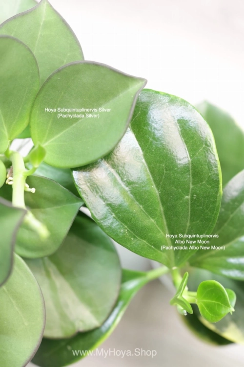 Hoya Subquintuplinervis Silver (Pachyclada Silver)