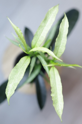Hoya Irisae Silvera