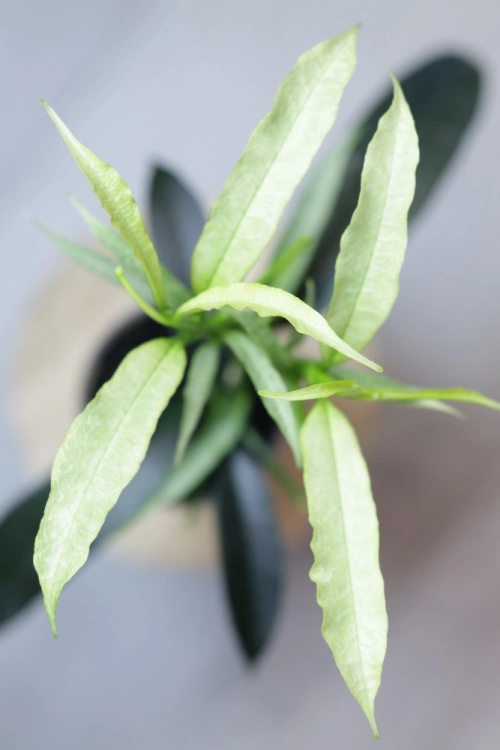 Hoya Irisae Silvera