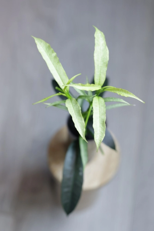 Hoya Irisae Silvera