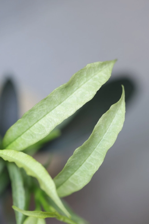 Hoya Irisae Silvera