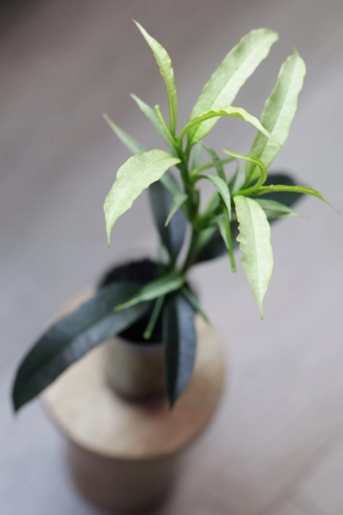 Hoya Irisae Silvera