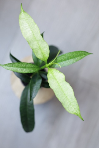 Hoya Irisae Silvera
