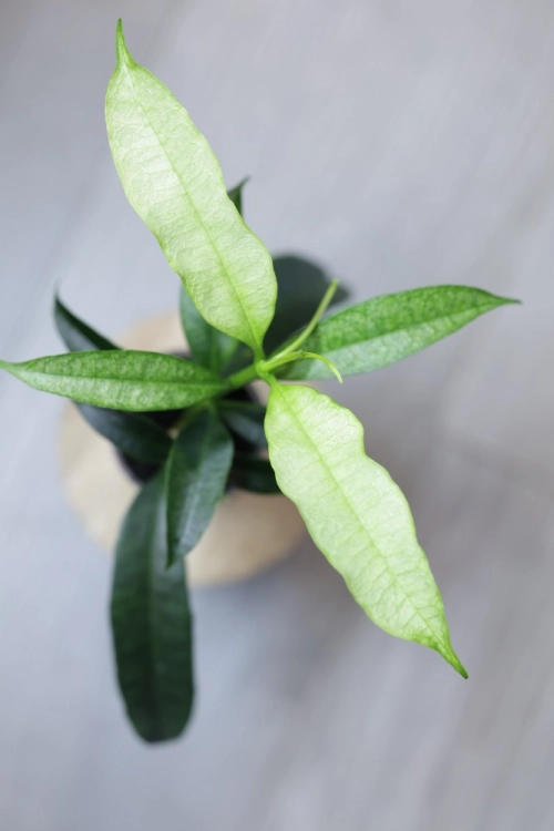 Hoya Irisae Silvera