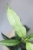 Hoya Irisae Silvera