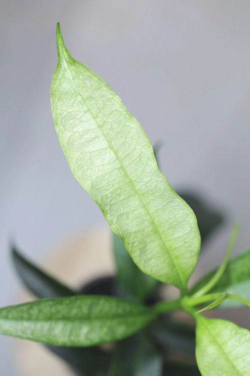 Hoya Irisae Silvera