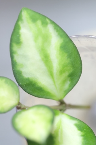 Hoya aff. incurvula Lime Whisper