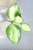 Hoya aff. incurvula Lime Whisper
