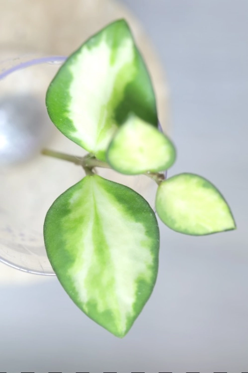 Hoya aff. incurvula Lime Whisper