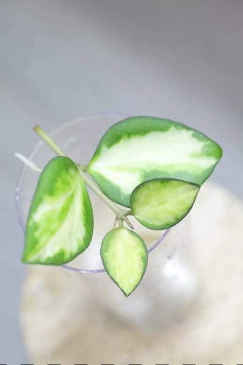 Hoya aff. incurvula Lime Whisper