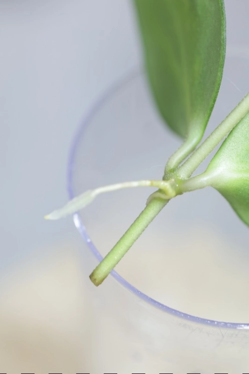 Hoya aff. incurvula Lime Whisper
