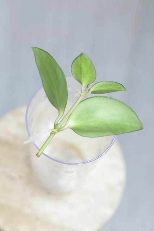 Hoya aff. incurvula Lime Whisper