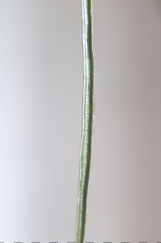 Hoya Acicularis Variegated