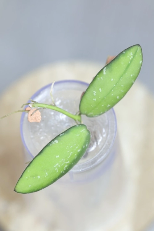 Hoya VL9 Variegata