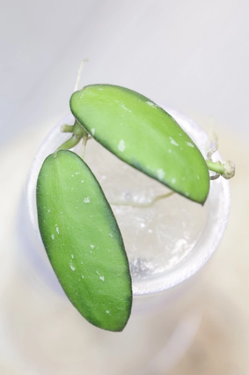 Hoya VL9 Variegata