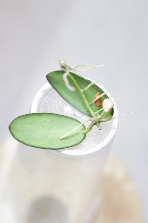 Hoya VL9 Variegata