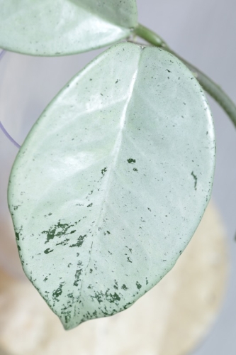 Hoya Carnosa Stardust Silver (TPQ-030)