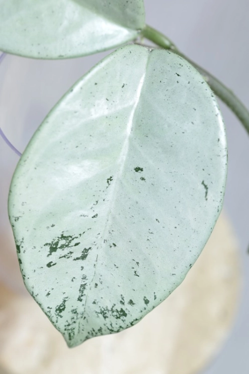 Hoya Carnosa Stardust Silver (TPQ-030)