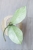 Hoya Carnosa Stardust Silver (TPQ-030)
