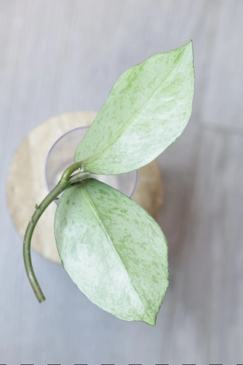 Hoya Carnosa Stardust Silver (TPQ-030)