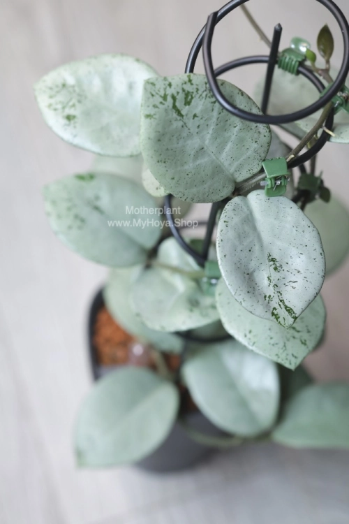 Hoya Carnosa Stardust Silver (TPQ-030)