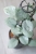 Hoya Carnosa Stardust Silver (TPQ-030)