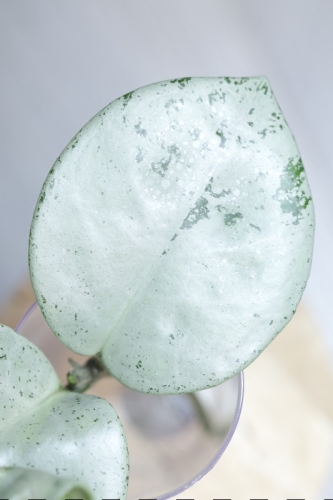 Hoya Carnosa Stardust Silver (TPQ-030)