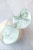 Hoya Carnosa Stardust Silver (TPQ-030)